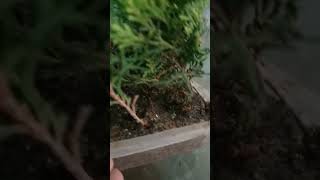 How to grow thuja plant cuttingHow grow morpankhi cutting [upl. by Eldnar]