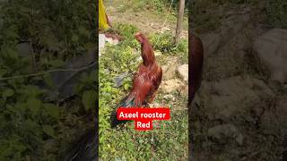 Rooster Aseel Tamilnadu  youtubeshortsviralshortsshorts [upl. by Milton]