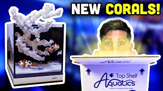 New Nano Tank Corals [upl. by Neelyad]