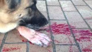 GERMAN SHEPHERD WITH A NOSE BLEED [upl. by Maynard]