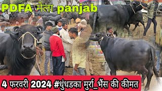 4 फरवरी 2024 धुंधडका आज मुर्राभैंस की कीमत dhundhadaka mp dairy yatra narendrar prajapat [upl. by Ybreh111]