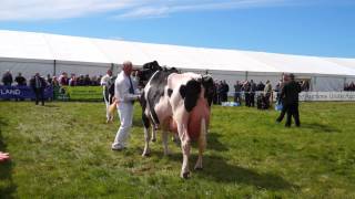 Jim picks Elegance from Boclair as Champion Holstein  Sunny Ayr Show [upl. by Eejan319]