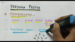 Yersinia pestis  Microbiology  Handwritten notes [upl. by Hutt]