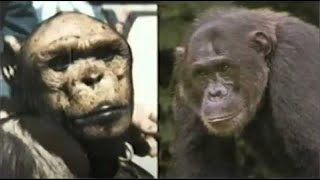 OLIVER the HUMANCHIMP HYBRID  HUMANZEE A Quick Summary of His Life [upl. by Vernon393]