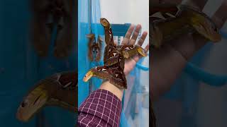 Attacus atlas moth shorts viral trending moth insect trending [upl. by Zebadiah]