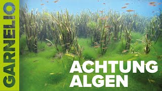 Achtung Algen [upl. by Crin]