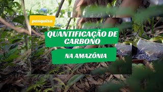 Pesquisa estuda dinâmica de estocagem de carbono na Amazônia [upl. by Emilie289]