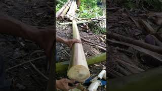 Cutting and tuxying abaca abacafarming farming farmlife abacafiber shortsvideo [upl. by Aret]