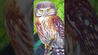 ANIMAIS EXTINTOD EP5 Caburé de Pernambuco Glaucidium mooreorum ‐ Feito com o Clipchamp [upl. by Annirtak]