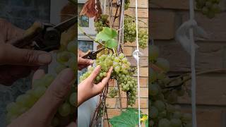 Grape vines in my garden🍇😲 ukgrower uk backyardgarden grape urdu pakistan garden shorts [upl. by Artenak221]