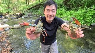 Catching Freshwater Lobsters and Cooking Them In Hotpot Sauce [upl. by Jobye41]