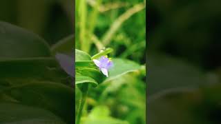 Cyanotis പീലി നീലി shorts flowers [upl. by Llerat]