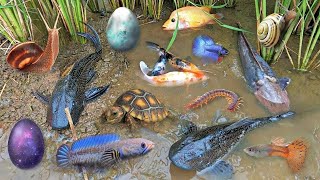 Colorful surprise eggs lobster snake cichlid betta fish turtle butterfly fish goby fish [upl. by Aekahs]