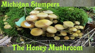 Michigan Stumpers  Finding The Honey Mushroom [upl. by Rehposirhc]