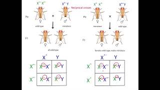 Xlinked Genes Patterns of Inheritance [upl. by Alida]