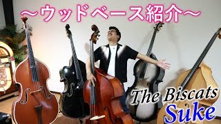 【楽器紹介】ウッドベース全員集合！！ [upl. by Copland]