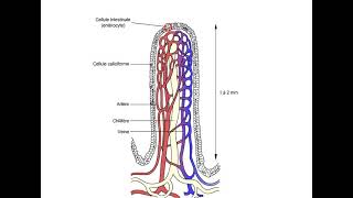 Lintestin grêle La villosités intestinale الخملة المعوية quotANIMATIONquot [upl. by Yltsew448]