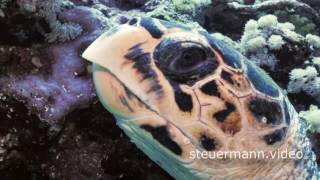 Hawksbill Sea turtle 4K Eretmochelys imbricata [upl. by Nappie572]