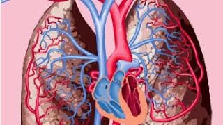 Pulmonary and systemic circulations [upl. by Sinnod]