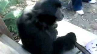 JOURNEY SIAMANG WALKINGmp4 [upl. by Bibbie789]