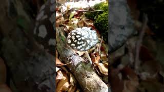 Coprinopsis picacea навозник дятловый [upl. by Einnahc]