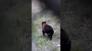 Big Color Phase Black Bear blackbear chocolate bear nature bowhunting animal wildlife hunt [upl. by Ruggiero]