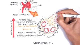 Nephrotic Syndrome  Types and pathology histology [upl. by Solokin]