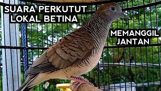 Perkutut betina memanggil Jantan  bikin jantan Bunyi Gacor  The female turtle dove calls the male [upl. by Eanod241]