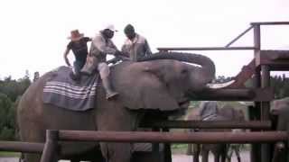 CarolAnn Kellehers elephant back riding experiencemp4 [upl. by Avilys]