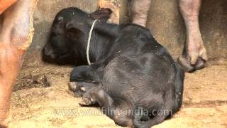 Fattened cows of a dairy farm in Delhi [upl. by Tutt]