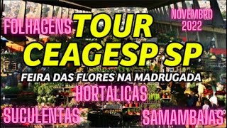 Tour Ceasa Feira das Flores FOLHAGENS HORTA TEMPEROS SUCULENTAS nossasplantas Novembro 2022 [upl. by Asiilanna]