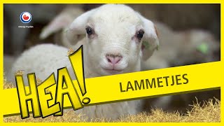 Lammetjes  HEA [upl. by Willyt866]