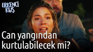 Erkenci Kuş  Can Yangından Kurtulabilecek mi [upl. by Anerac]