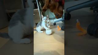 Day 14 Rainbow Cherry Mango Foster Kittens [upl. by Agamemnon]