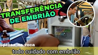 COMO É FEITO A TRANSFERÊNCIA DE EMBRIÃO  VACAS NELORE [upl. by Trocki]