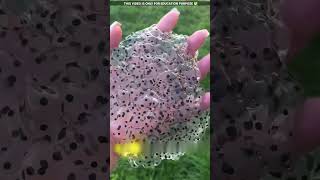 what is this jellyfish like😮viralvideo shortvideo [upl. by Tisbe]