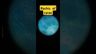 Rachis of cycas bsc 1st year pratical bsc botany microscopic [upl. by Nivert]