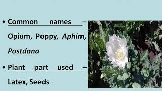 Medicinal plant  Papaver somniferum [upl. by Leamsi]