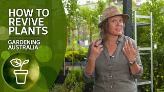 How to revive plants and restore them to good health [upl. by Etnovad835]