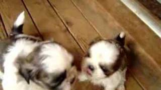 Cute little Shi Tzu puppies [upl. by Ahtel266]