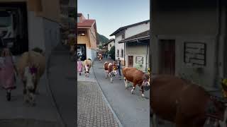 La Bénichon dans le canton de Fribourg [upl. by Bleier]