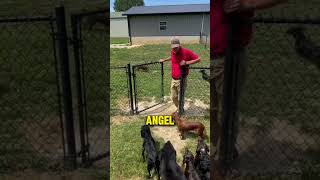 Dog training skill level 9000 viral animals dog [upl. by Gemini]