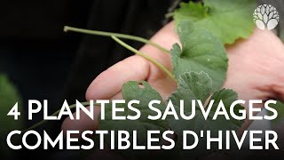 4 plantes sauvages comestibles en hiver [upl. by Eleon43]