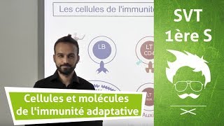 SVT  Terminale  Cellules et molécules de limmunité adaptative [upl. by Pollie154]