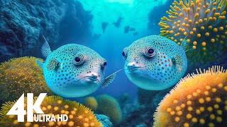 NEW 11HR Stunning 4K Underwater footage  Rare amp Colorful Sea Life VideoRelaxing Sleep Music [upl. by Flanigan525]