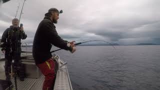 Halibut fishing with Maxel reels and JigStar Phantom Rods [upl. by Keppel64]