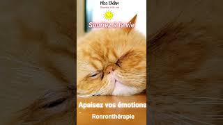 Apaiser vos émotions avec la Ronronthérapie  ronronthérapie chat sommeil relaxation [upl. by Elrae]