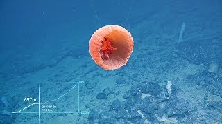 ROV Hercules Climbs Up the Wall of Tutuila Island  Nautilus Live [upl. by Revilo]