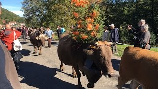 TRANSHUMANCE MUHLBACH SUR MUNSTER 2016 REALISATION BERNARD PASTUSIAK [upl. by Yelich]