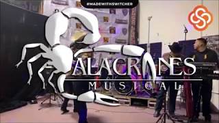 Popurri De Polkas  Alacranes Musical Live 2020 [upl. by Arlee]